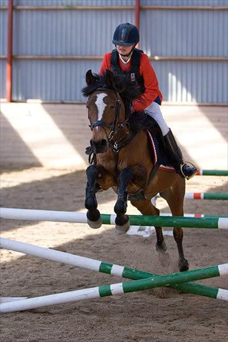 Arabisk fuldblod (OX) Gazelle ox - LB til Maribo cup d. 20/4-2008. Springene blev sat op til 100 cm i omspringningen. Vi vandt! Foto: Hanne Bratholm billede 13