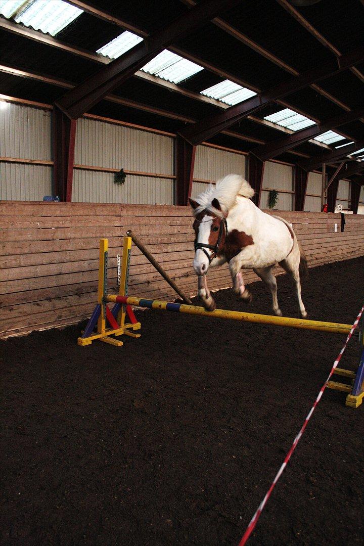 Anden særlig race Vanetta  - Løsspringning! <3 :-) billede 16