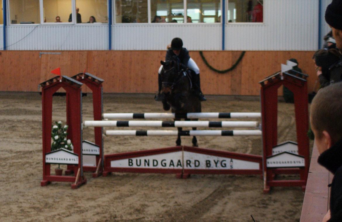 Hollandsk Sportspony | Elim - ma i middelfart! billede 17