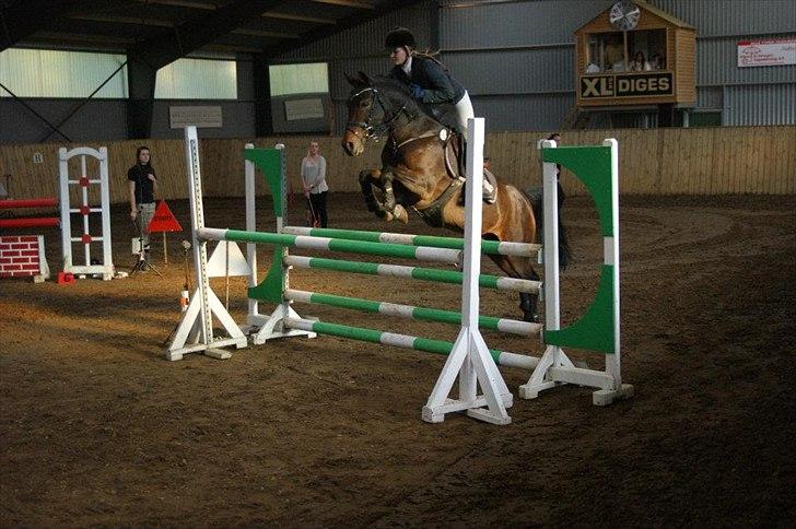 Hollandsk Sportspony | Elim billede 18