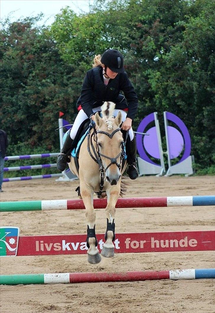 Fjordhest Alibine - Billedet er taget af Julie Marie Erlang  billede 40