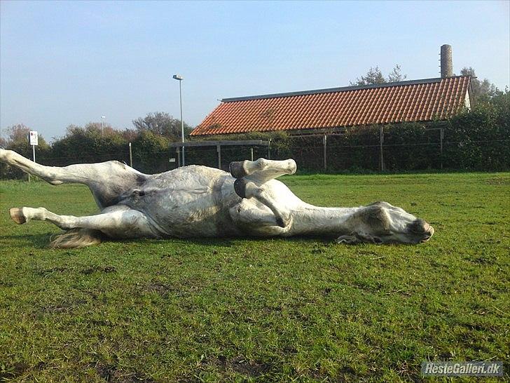 Tysk Sportspony Harry billede 17