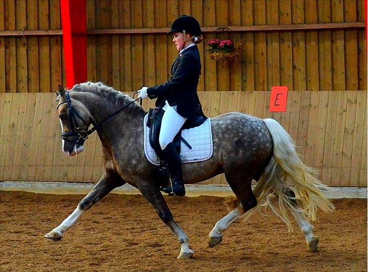 Welsh Pony af Cob-type (sec C) Fjordglimts Mr. Gipson billede 1