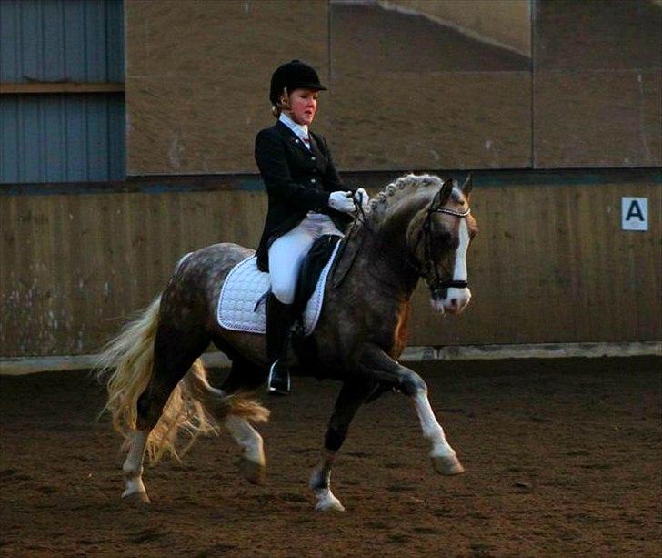 Welsh Pony af Cob-type (sec C) Fjordglimts Mr. Gipson billede 16