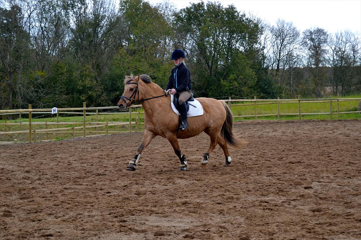 Anden særlig race Debby  - Anna og Debby 2011. Foto: Mig :-) billede 2