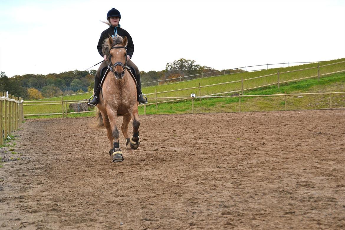 Anden særlig race Debby  - Anna og Debby 2011. Foto: Mig :-) billede 3