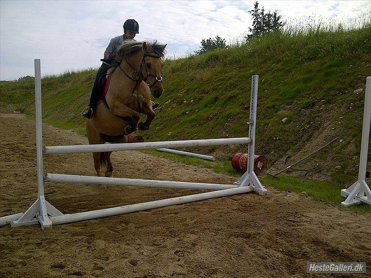 Anden særlig race Debby  - Jasmin og Debby springer, sommer 2011. Foto: Mig :-). billede 8