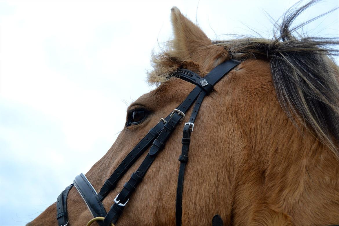 Anden særlig race Debby  - Foto: Mig :-). billede 11