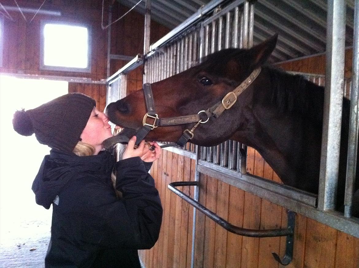 Irsk Sportspony Midnight Exspress - Møssss LOVE YOU<3<3<3 billede 3