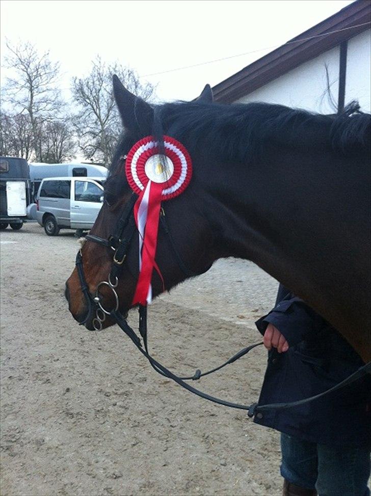 Irsk Sportspony Midnight Exspress - Håber vi vinder flere af den slags :) billede 6