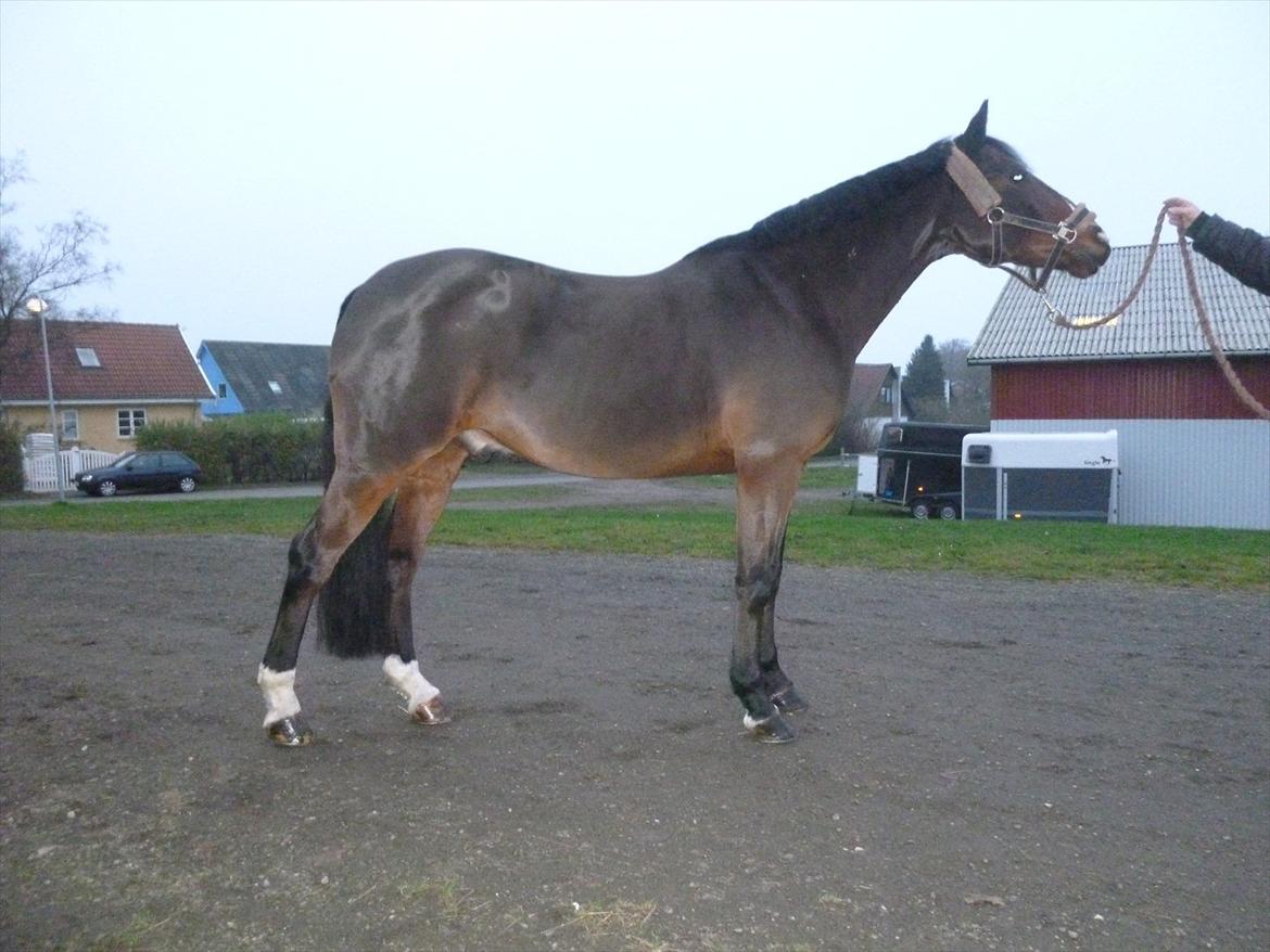 Irsk Sportspony Midnight Exspress - 1 måned senere (november 2011), tyndere & i lidt bedre form :) billede 13