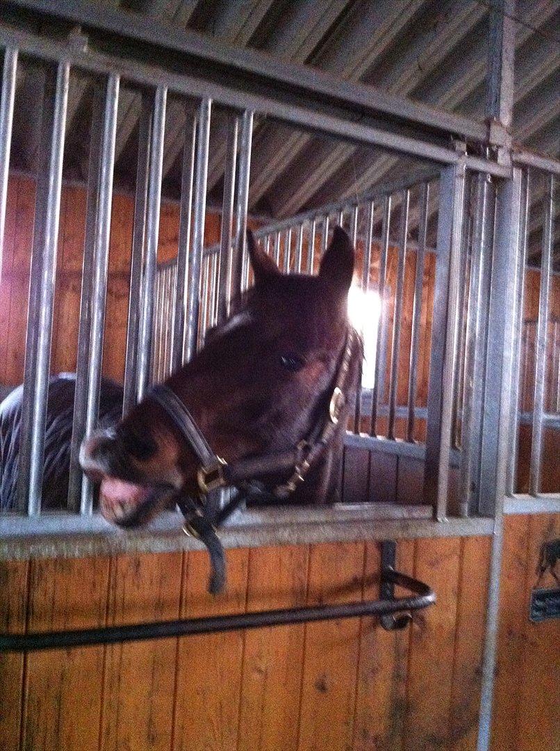 Irsk Sportspony Midnight Exspress - Smiiiil <3 billede 19