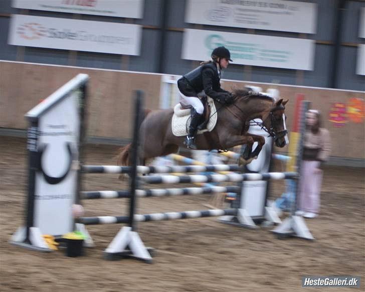 Hollandsk Sportspony Diamant B-Pony billede 5