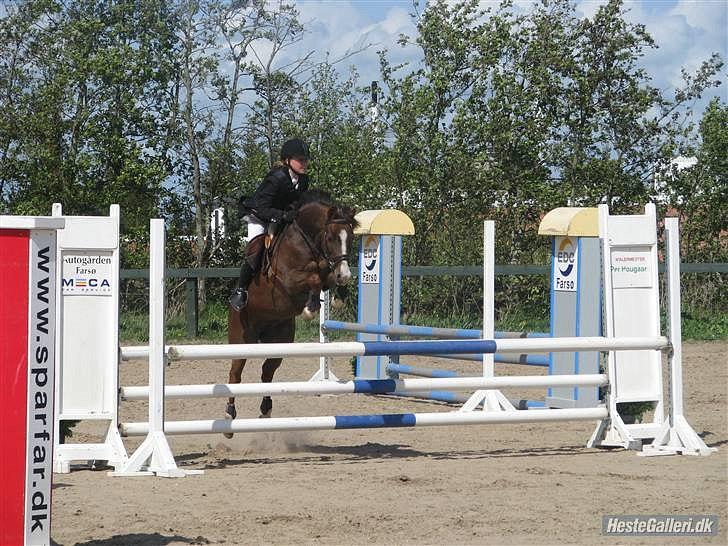 Hollandsk Sportspony Diamant B-Pony billede 7