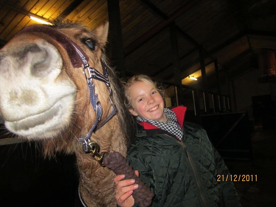 Fjordhest Frodo - Hehe:D billede 14