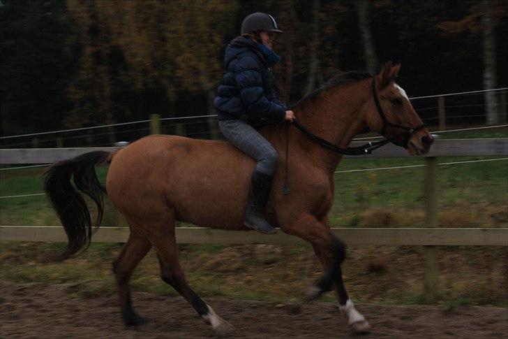Anden særlig race Luna - Luna elsker at gallopere :D billede 15