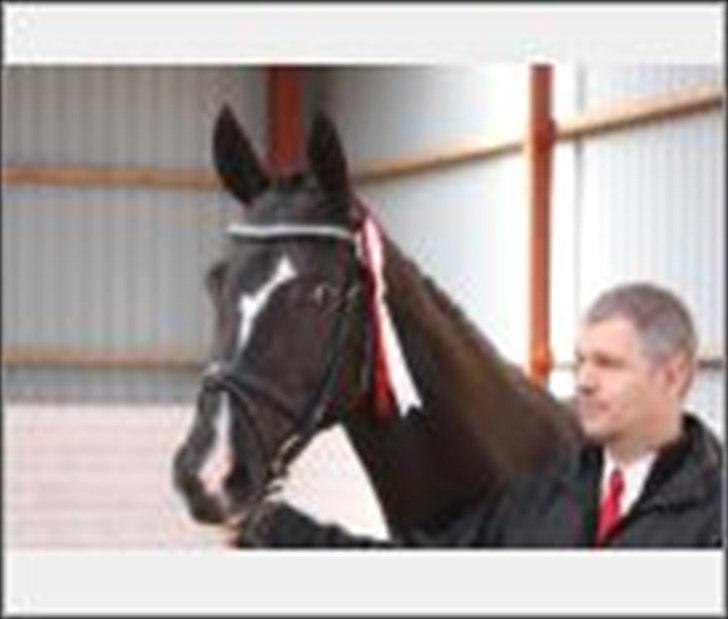 Dansk Varmblod Toscana billede 4