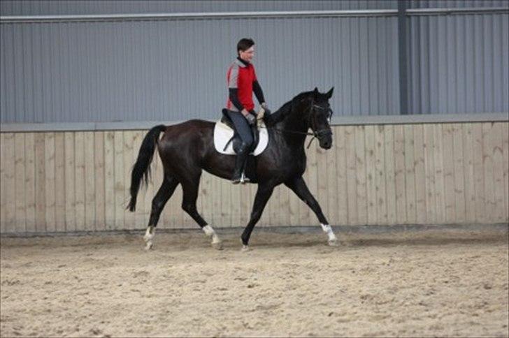 Dansk Varmblod Toscana billede 7