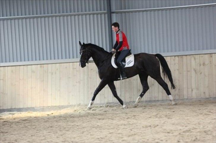 Dansk Varmblod Toscana billede 9