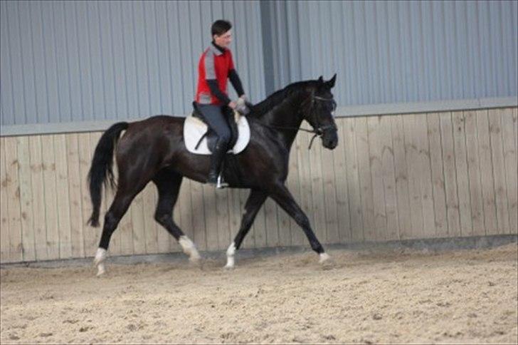 Dansk Varmblod Toscana billede 10