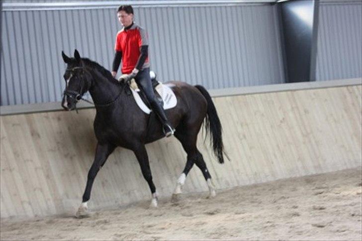 Dansk Varmblod Toscana billede 12