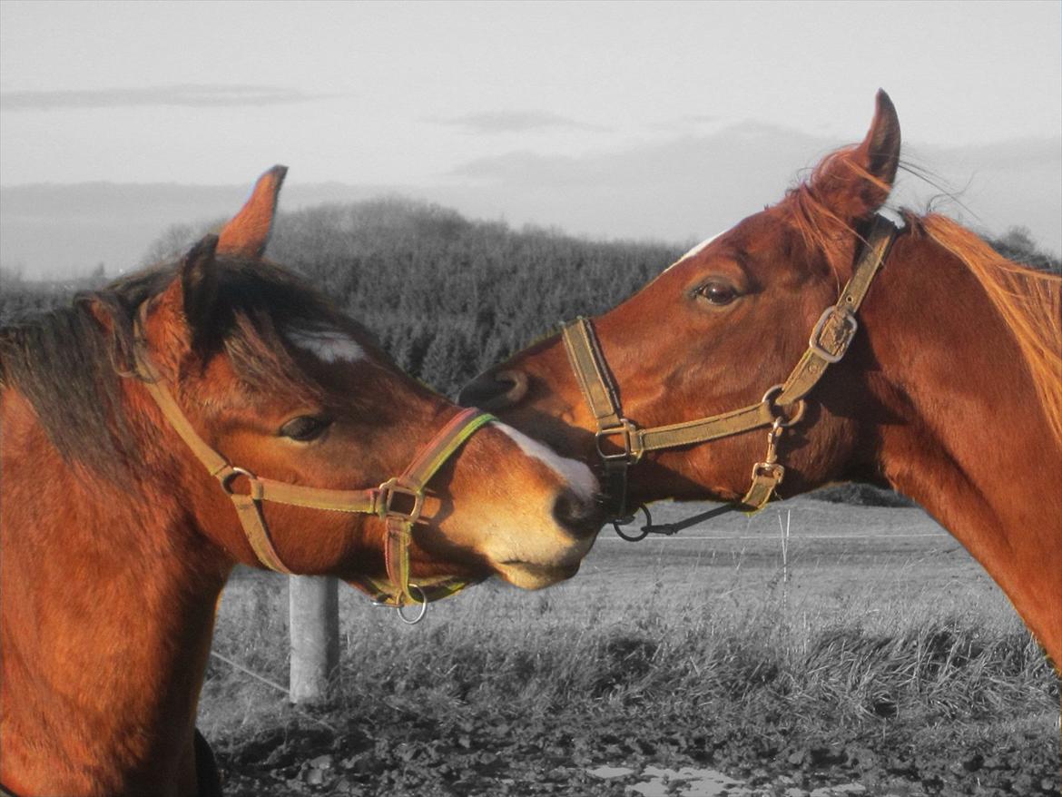 Anden særlig race Juncker. - Juncker og hans bedste fold kammerart. :P billede 6