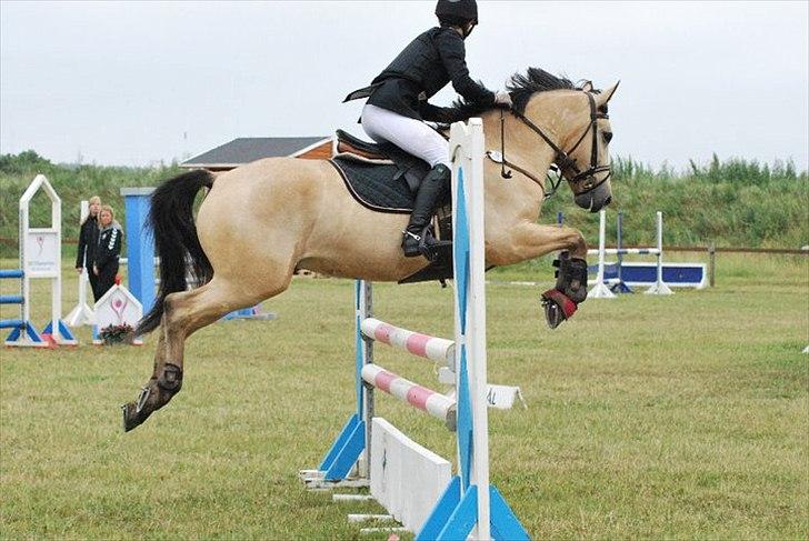 Irsk Sportspony Maam Boy<3 - mammi som 5 års billede 6