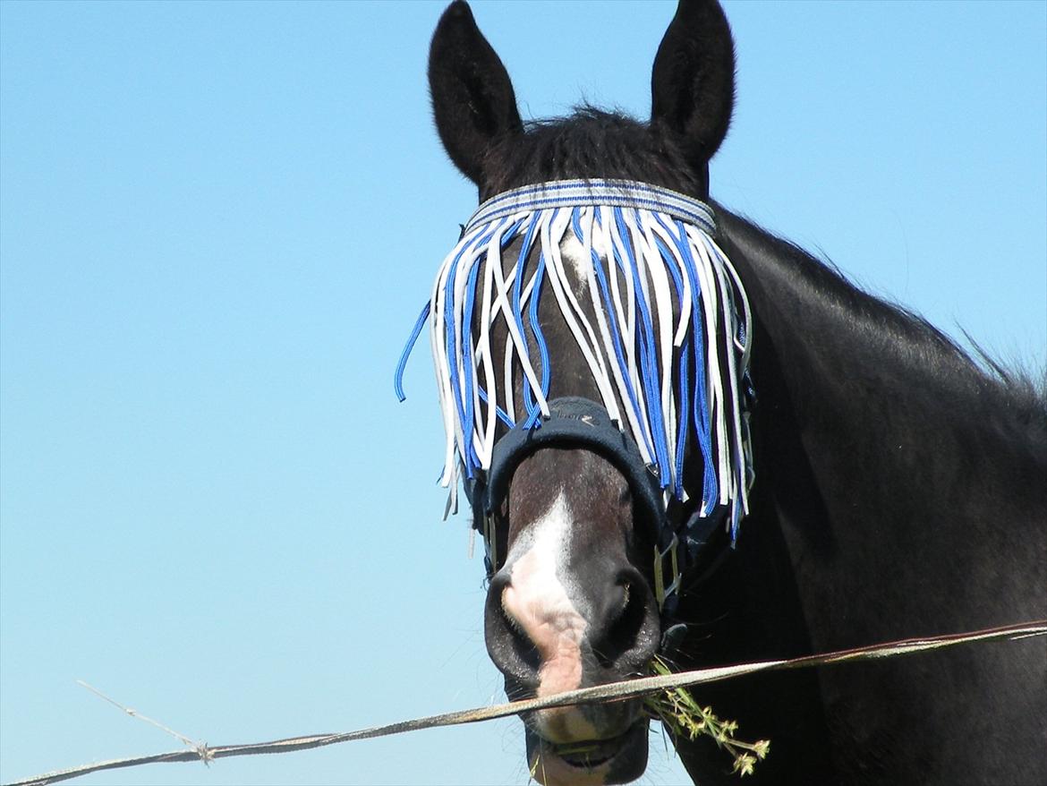 Dansk Varmblod Lady Hunter  - Du vil altid være i mit hjerte:-* billede 19