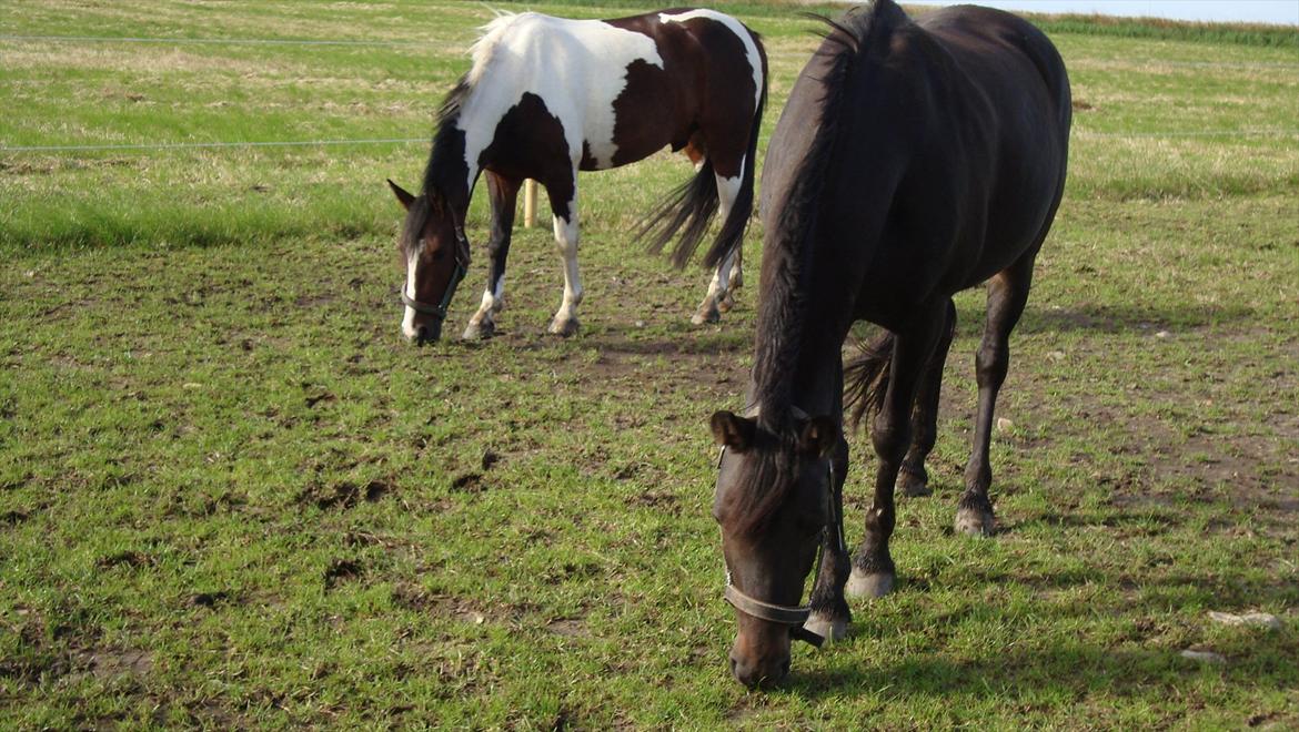 Anden særlig race Jackpot billede 14