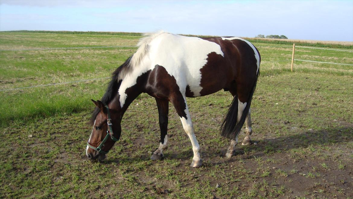 Anden særlig race Jackpot billede 15
