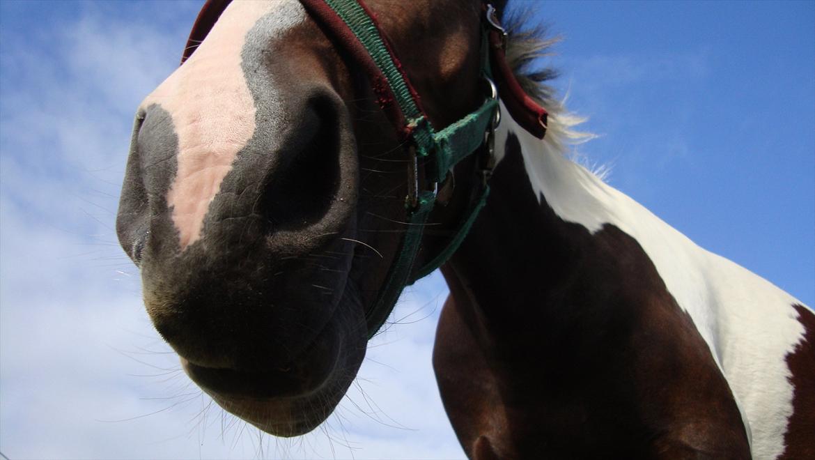 Anden særlig race Jackpot billede 16