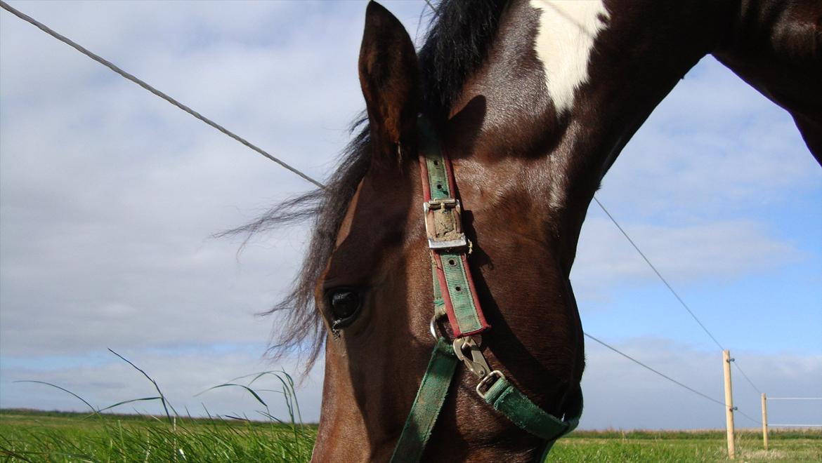 Anden særlig race Jackpot billede 17