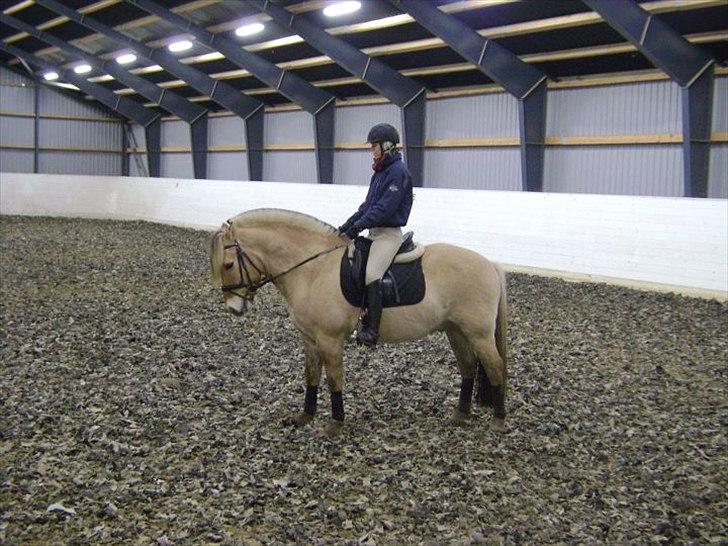 Fjordhest Gajol Møldrup billede 10