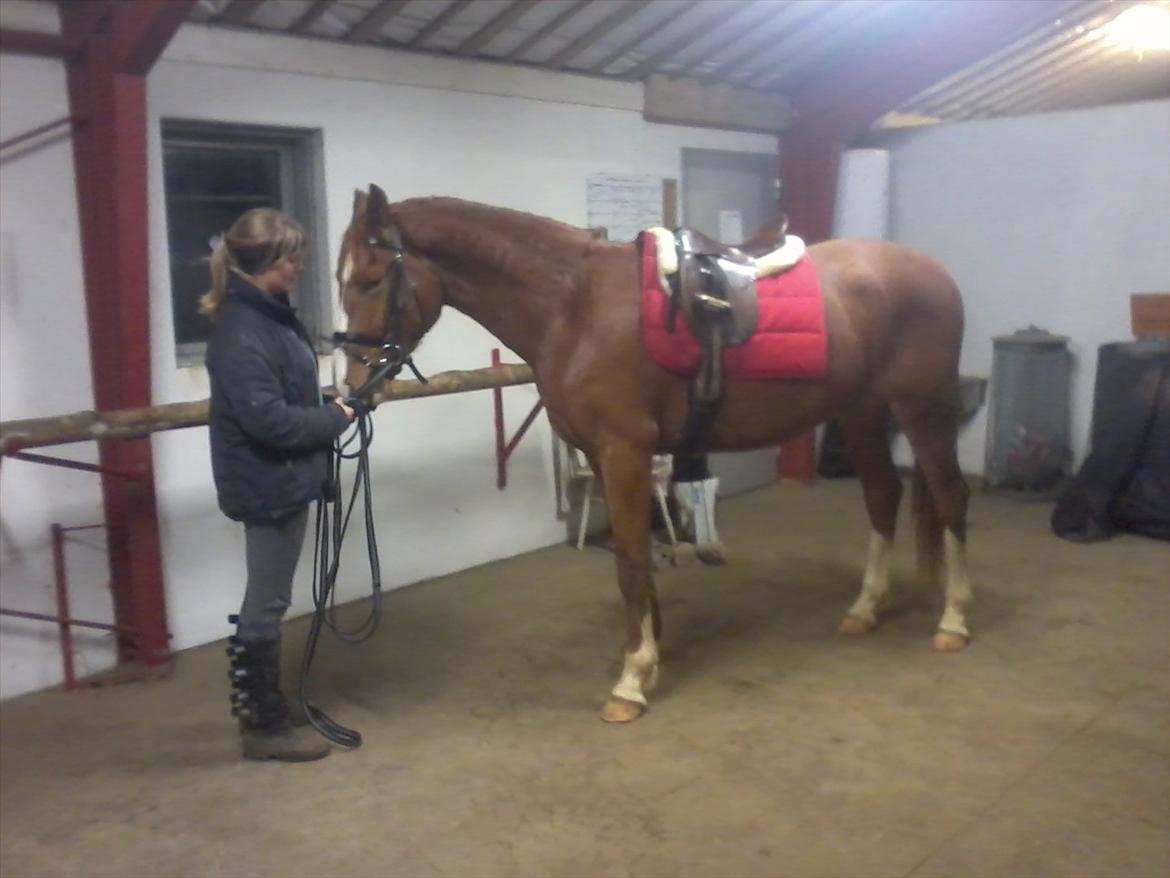 Anden særlig race Charlatan <3 - Første gang med sadel på, er så stolt af ham :-D billede 7