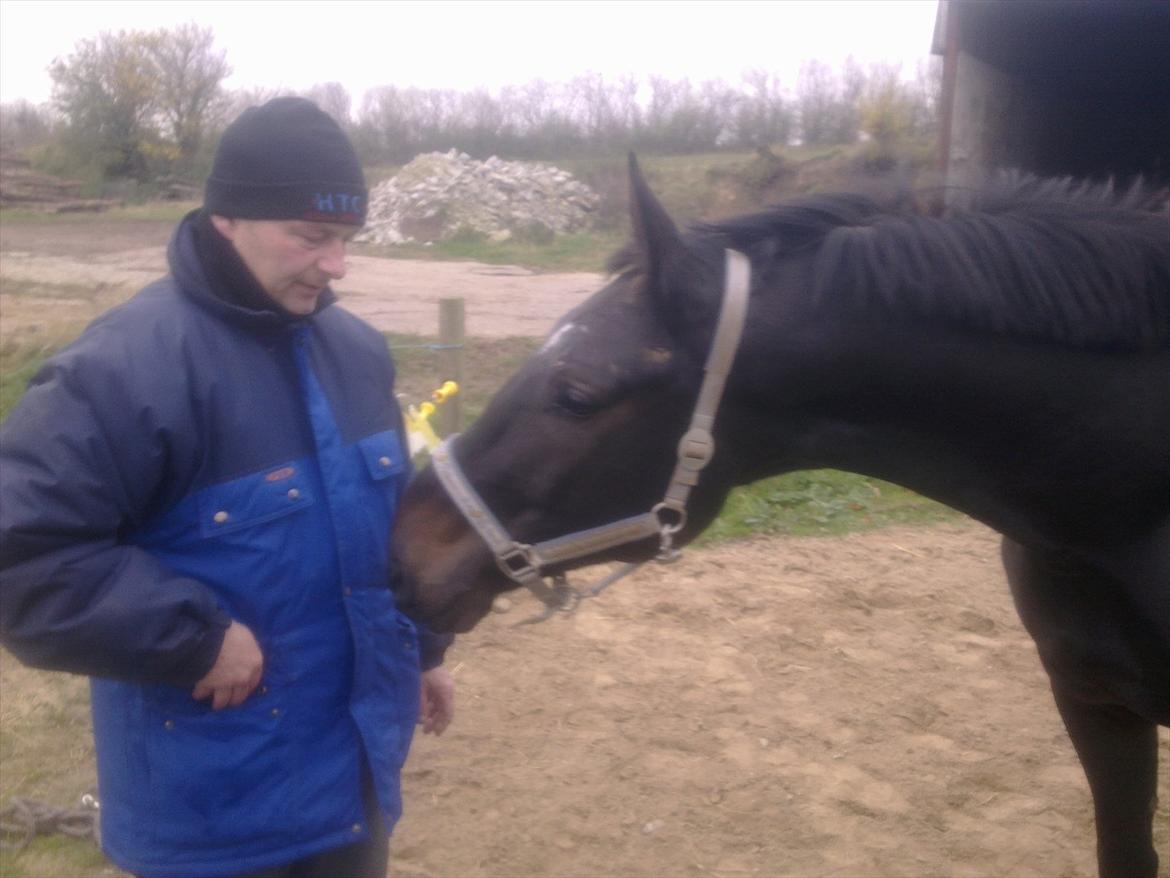 Oldenborg Cheval est Noir ( Tidliger hest billede 1