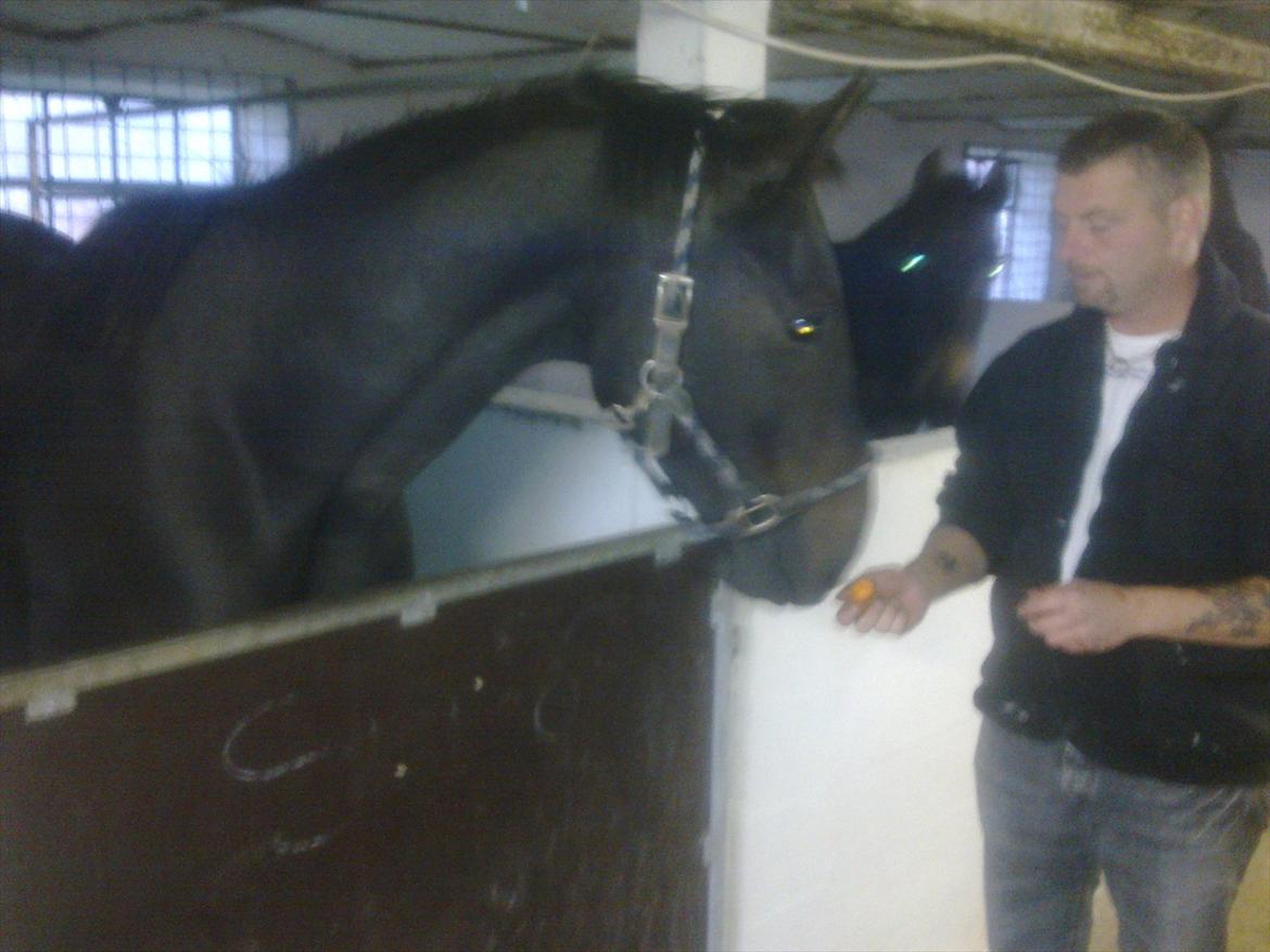 Oldenborg Cheval est Noir ( Tidliger hest billede 2