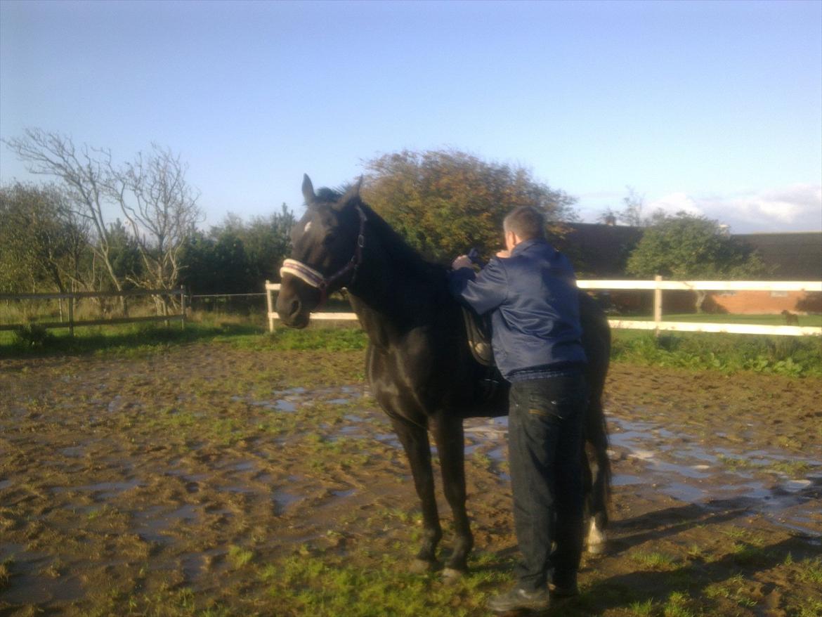 Oldenborg Cheval est Noir ( Tidliger hest billede 3