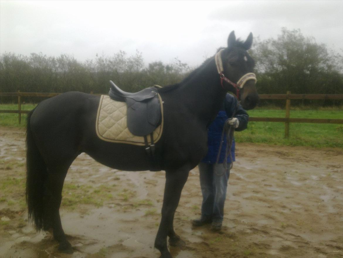 Oldenborg Cheval est Noir ( Tidliger hest - Valle med sadel på for 2 gang:) cool hest billede 4