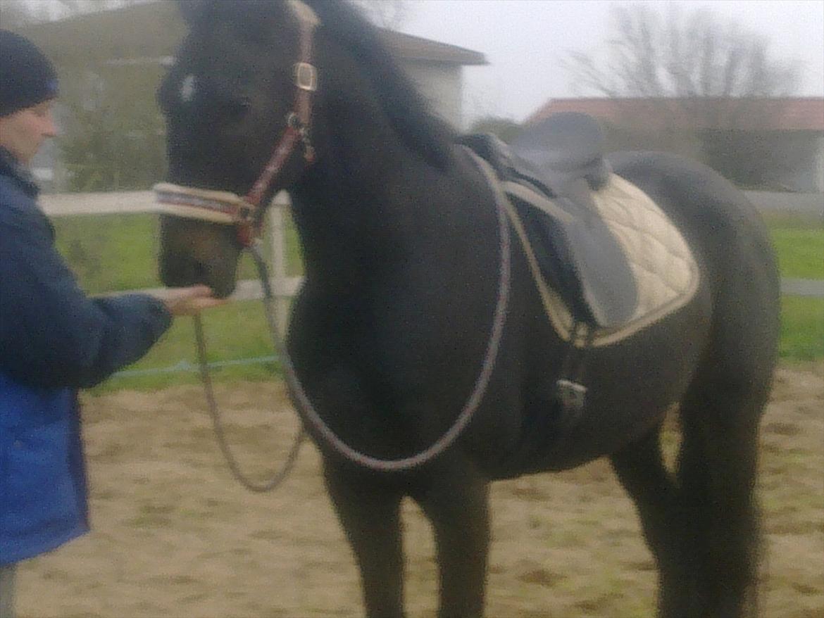 Oldenborg Cheval est Noir ( Tidliger hest billede 5