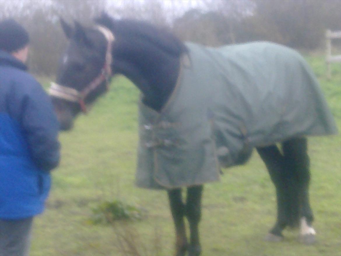 Oldenborg Cheval est Noir ( Tidliger hest - Første gang han fik dækken på:) billede 6