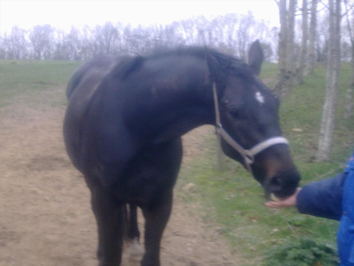 Oldenborg Cheval est Noir ( Tidliger hest billede 7