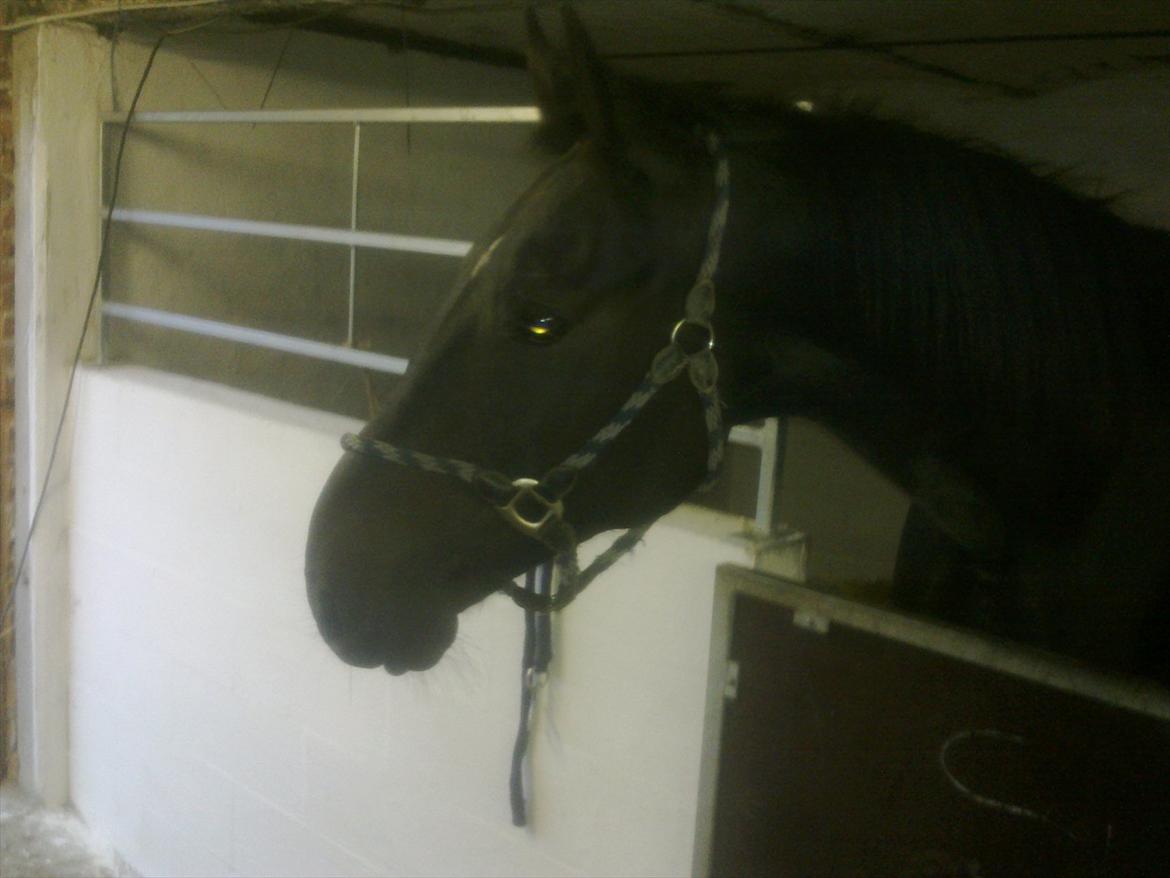 Oldenborg Cheval est Noir ( Tidliger hest billede 8