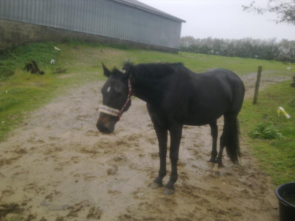 Oldenborg Cheval est Noir ( Tidliger hest billede 9