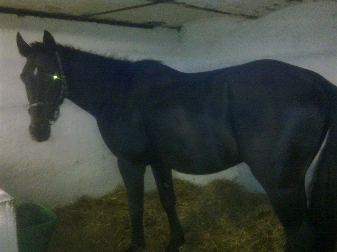 Oldenborg Cheval est Noir ( Tidliger hest - dettet billede er taget 14 dage efter vi fik ham så han er lidt mager ud:( billede 10