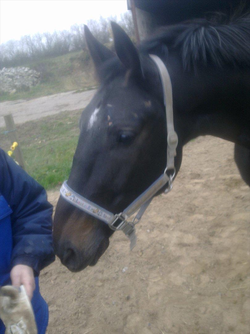 Oldenborg Cheval est Noir ( Tidliger hest billede 11