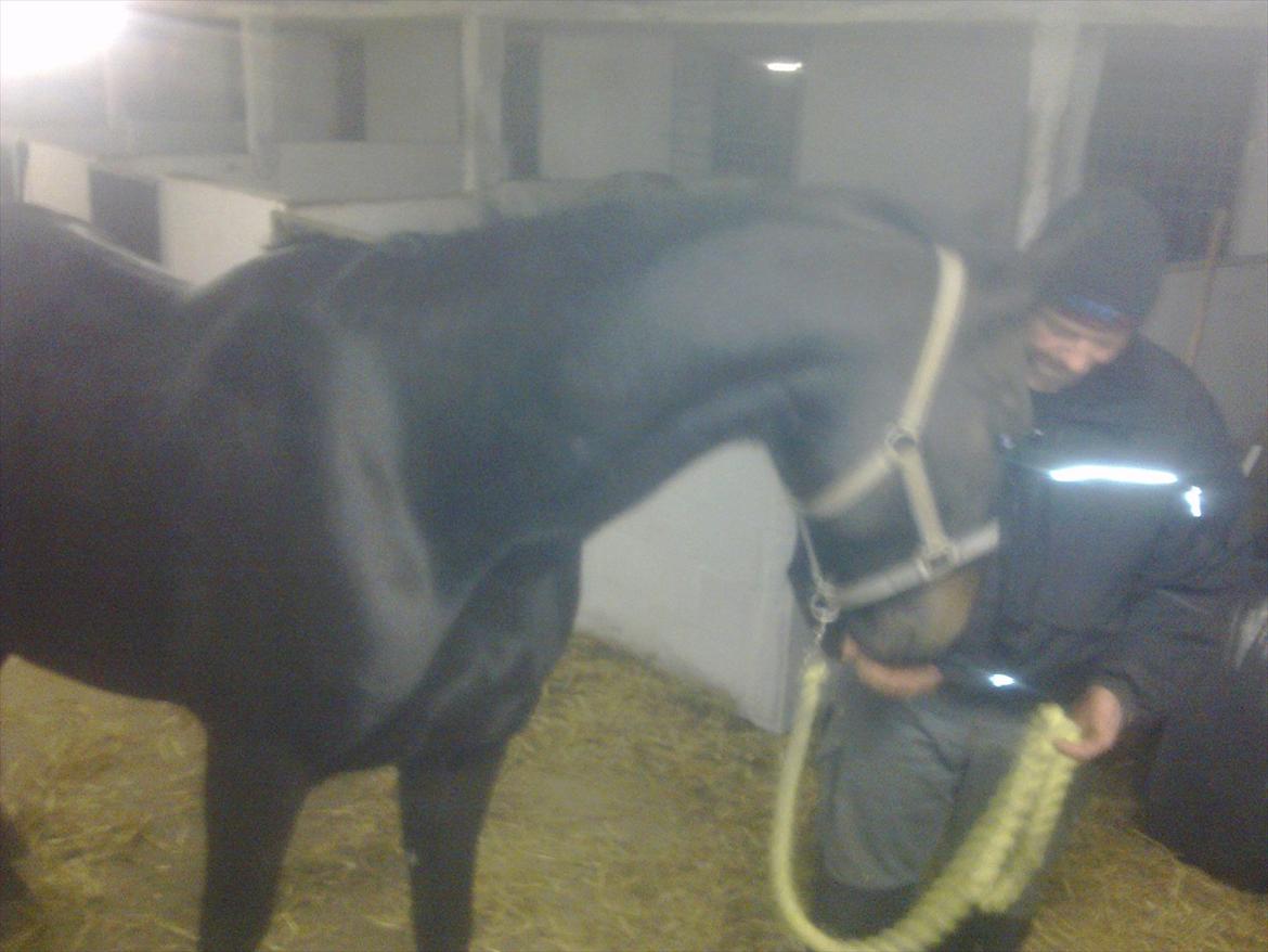 Oldenborg Cheval est Noir ( Tidliger hest billede 12