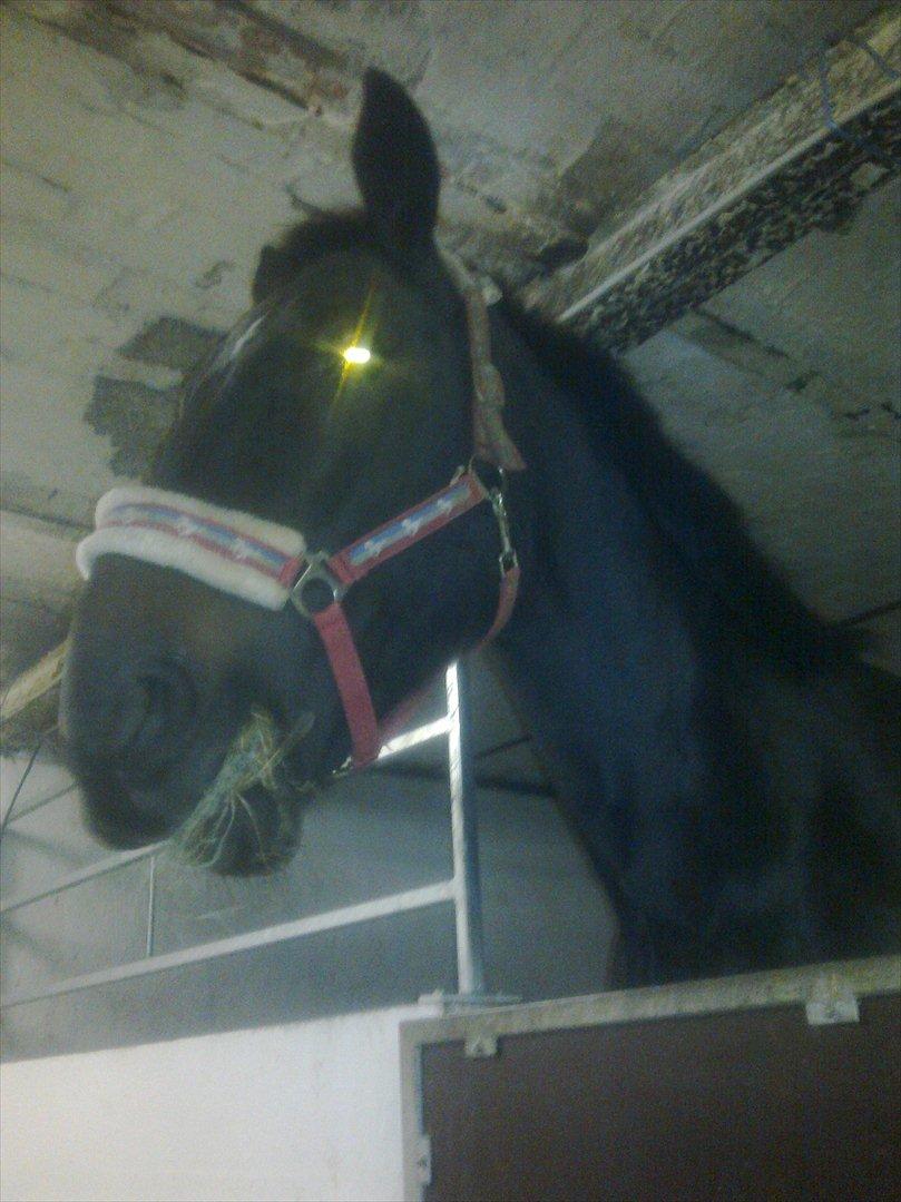 Oldenborg Cheval est Noir ( Tidliger hest billede 13