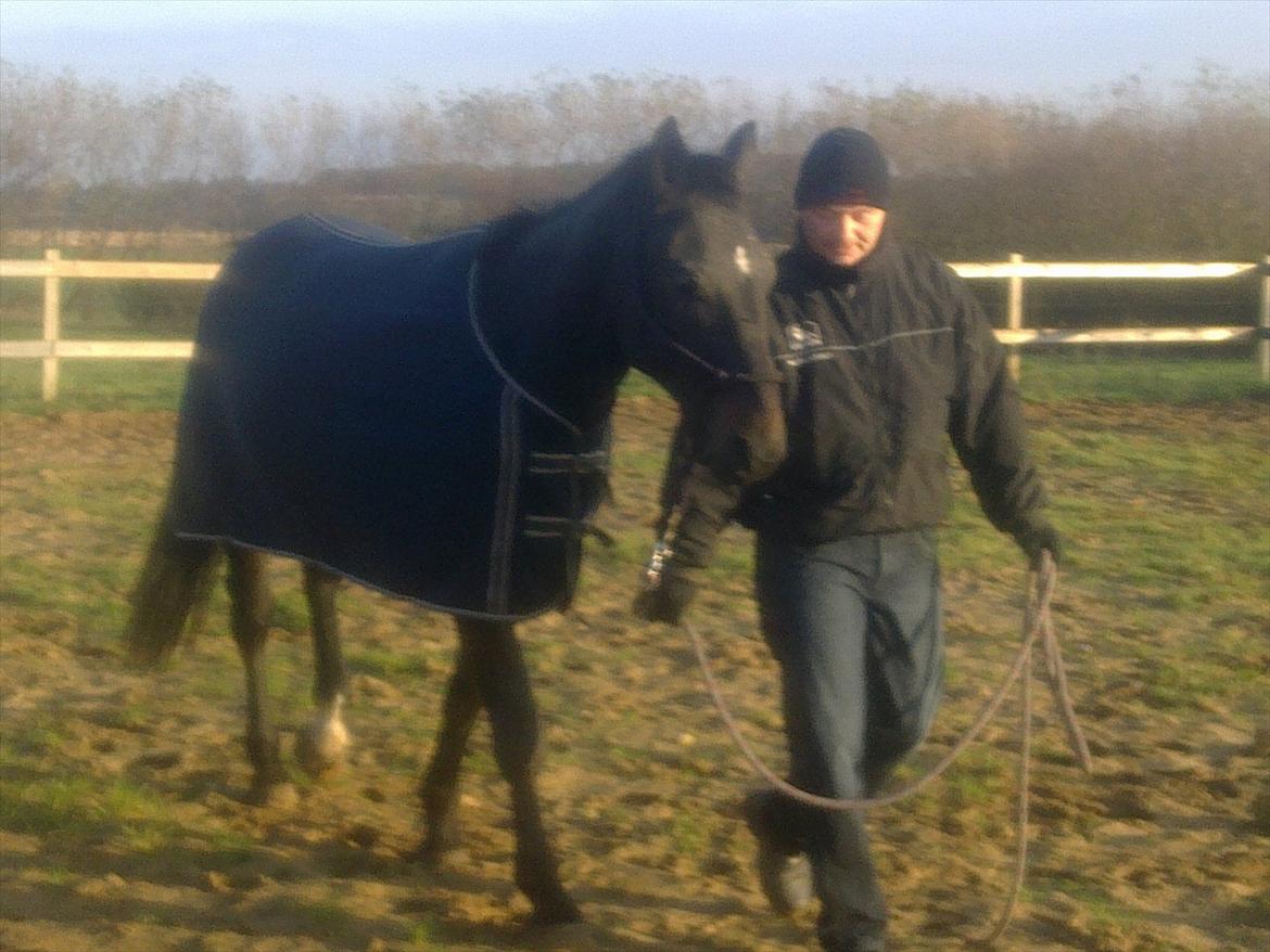 Oldenborg Cheval est Noir ( Tidliger hest billede 14