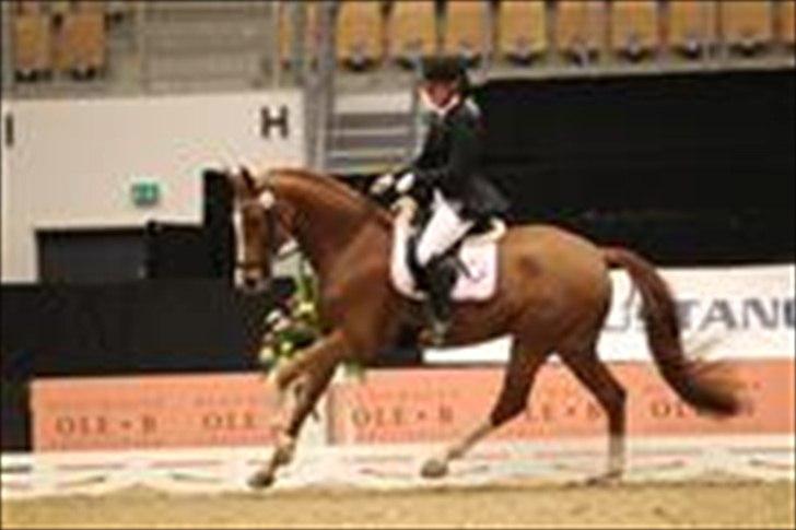 Hollandsk Varmblod Alpha de Jeu - 5 års championat. Finale til JBK! billede 8