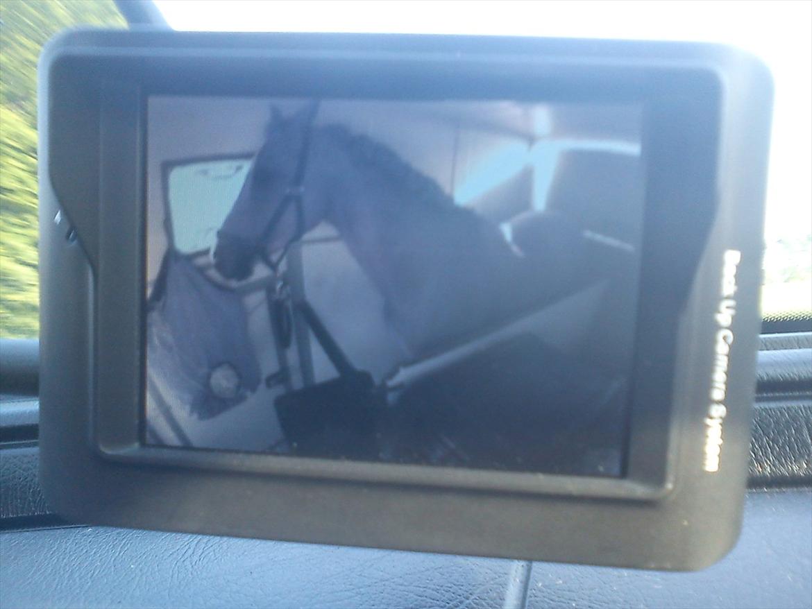 Hollandsk Varmblod Alpha de Jeu - På vej hjem fra SJM med en 4. Plads Indi. og 3. Plads for hold :) billede 11